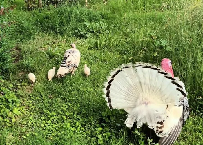 아파트 Typef2 Meuble Saint-Avit-Saint-Nazaire